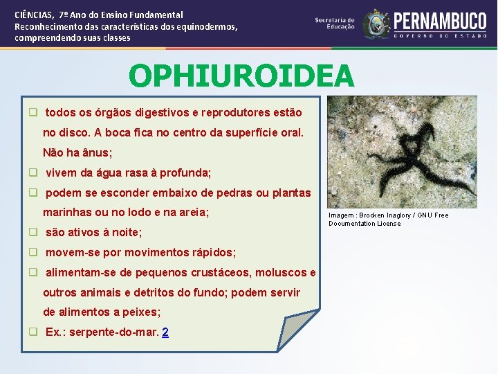 CIÊNCIAS, 7º Ano do Ensino Fundamental Reconhecimento das características dos equinodermos, compreendendo suas classes