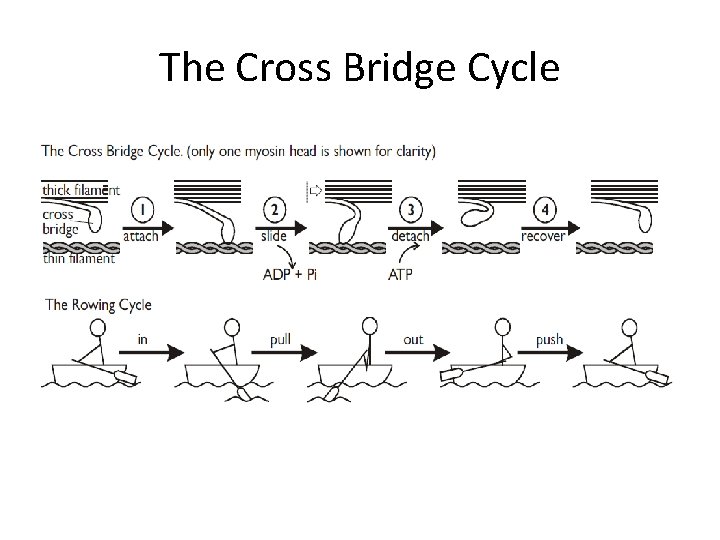 The Cross Bridge Cycle 