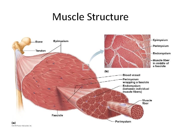 Muscle Structure 