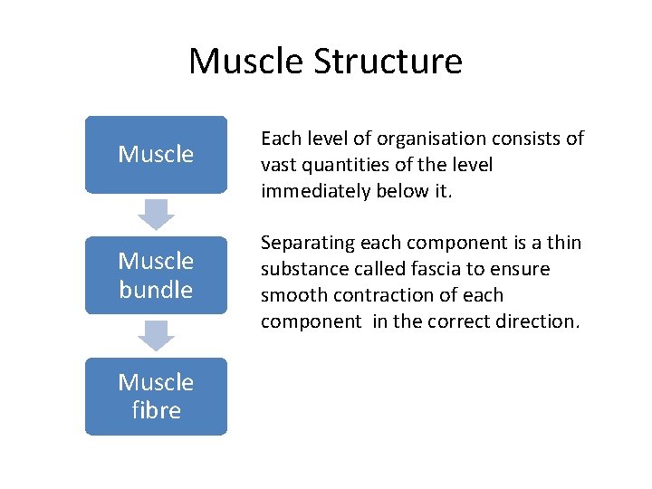 Muscle Structure Muscle Each level of organisation consists of vast quantities of the level