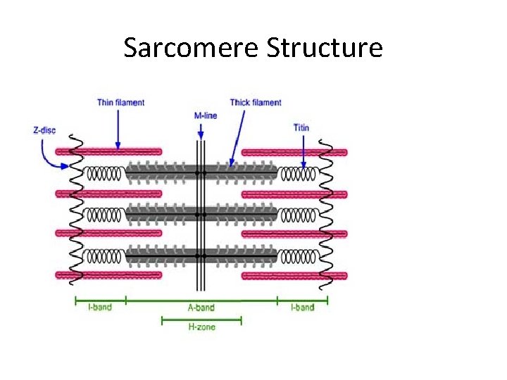 Sarcomere Structure 