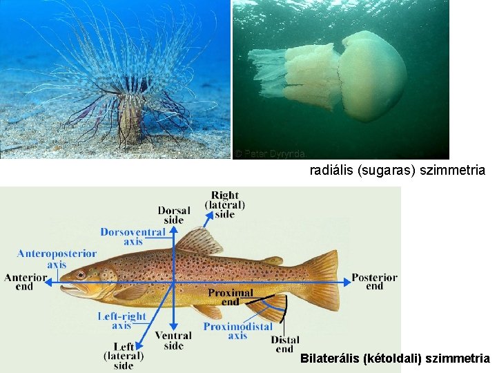 radiális (sugaras) szimmetria Bilaterális (kétoldali) szimmetria 