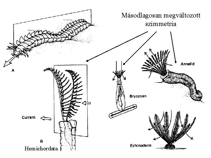 Másodlagosan megváltozott szimmetria Hemichordata 