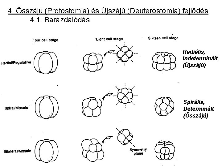 4. Ősszájú (Protostomia) és Újszájú (Deuterostomia) fejlődés 4. 1. Barázdálódás Radiális, Indeterminált (Újszájú) Spirális,