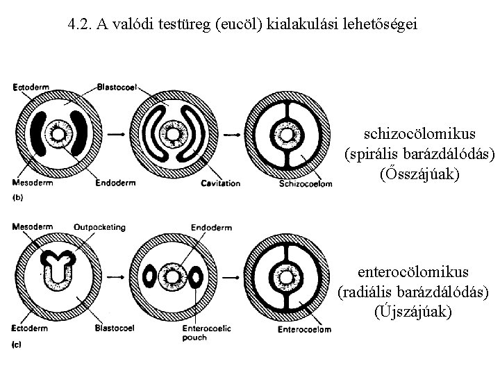 4. 2. A valódi testüreg (eucöl) kialakulási lehetőségei schizocölomikus (spirális barázdálódás) (Ősszájúak) enterocölomikus (radiális