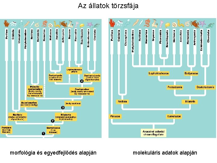 Az állatok törzsfája morfológia és egyedfejlődés alapján molekuláris adatok alapján 