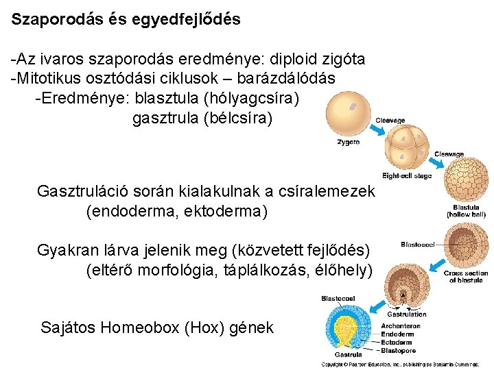 Szaporodás és egyedfejlődés -Az ivaros szaporodás eredménye: diploid zigóta -Mitotikus osztódási ciklusok – barázdálódás