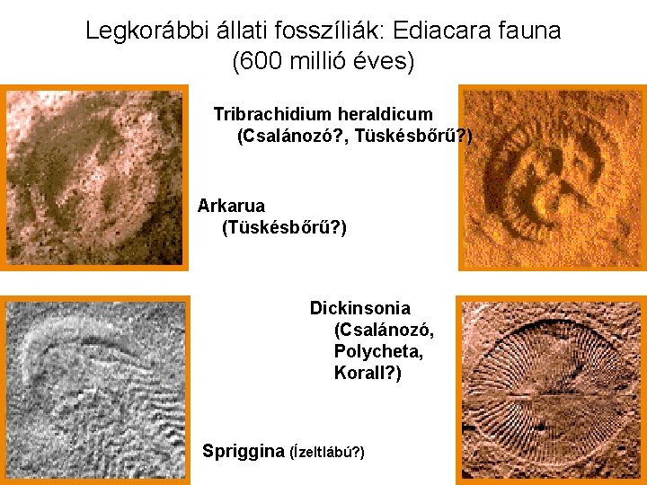 Legkorábbi állati fosszíliák: Ediacara fauna (600 millió éves) Tribrachidium heraldicum (Csalánozó? , Tüskésbőrű? )