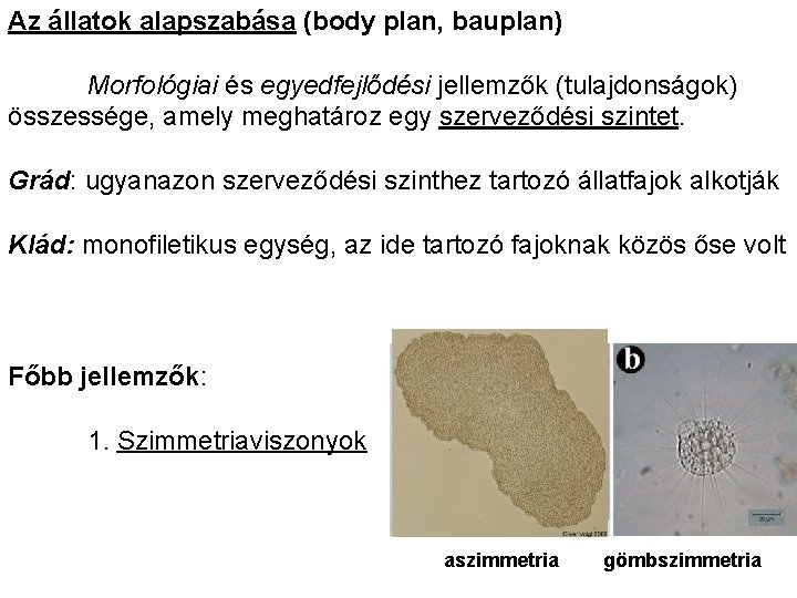 Az állatok alapszabása (body plan, bauplan) Morfológiai és egyedfejlődési jellemzők (tulajdonságok) összessége, amely meghatároz