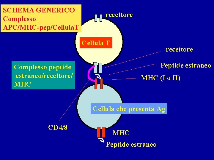SCHEMA GENERICO Complesso APC/MHC-pep/Cellula. T recettore Cellula T recettore Peptide estraneo Complesso peptide estraneo/recettore/