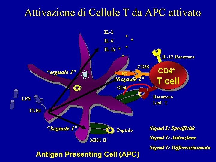 Attivazione di Cellule T da APC attivato IL-1 IL-6 IL-12 Recettore CD 28 “segnale