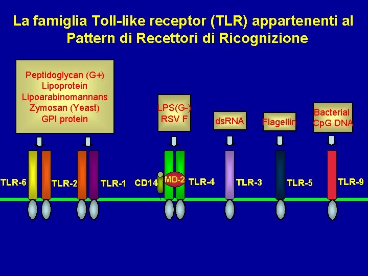 La famiglia Toll-like receptor (TLR) appartenenti al Pattern di Recettori di Ricognizione Peptidoglycan (G+)