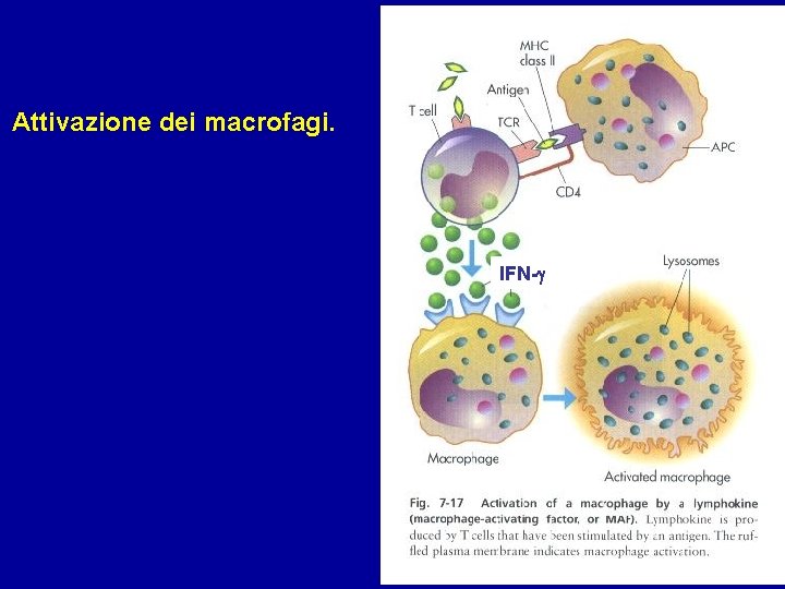 Attivazione dei macrofagi. IFN-g 
