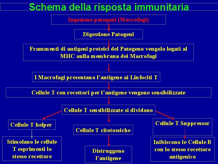 Schema della risposta immunitaria Ingesione patogeni (Macrofagi) Digestione Patogeni Frammenti di antigeni proteici del