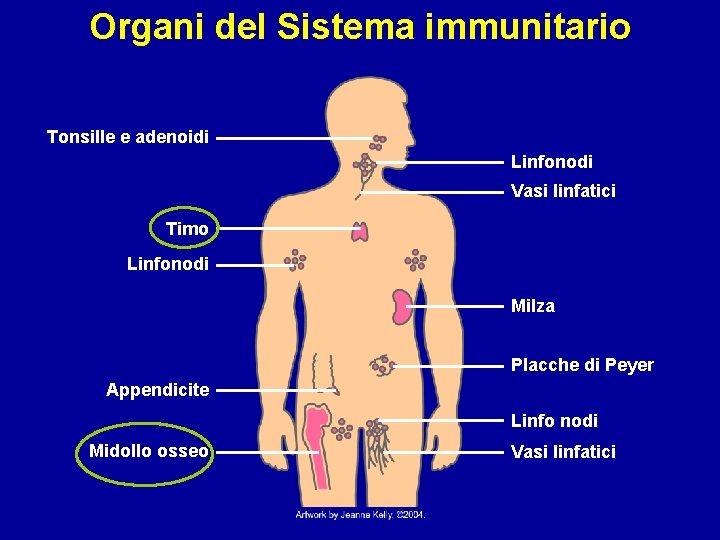 Organi del Sistema immunitario Tonsille e adenoidi Linfonodi Vasi linfatici Timo Linfonodi Milza Placche