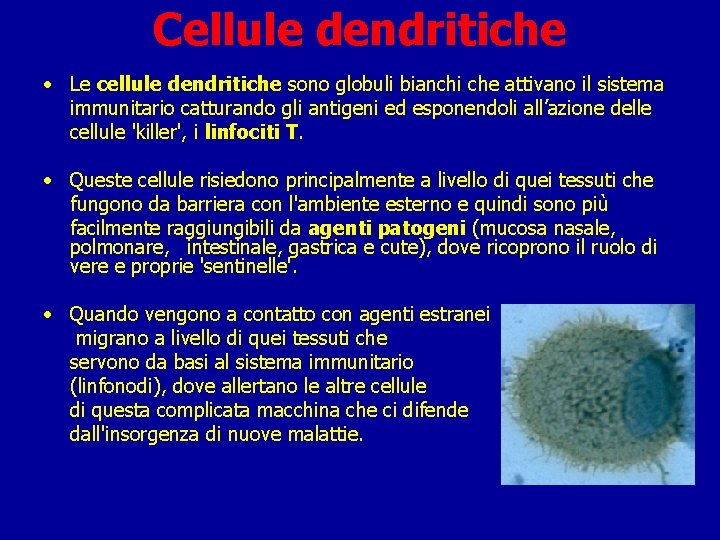 Cellule dendritiche • Le cellule dendritiche sono globuli bianchi che attivano il sistema immunitario