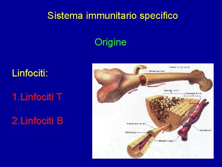 Sistema immunitario specifico Origine Linfociti: 1. Linfociti T 2. Linfociti B 