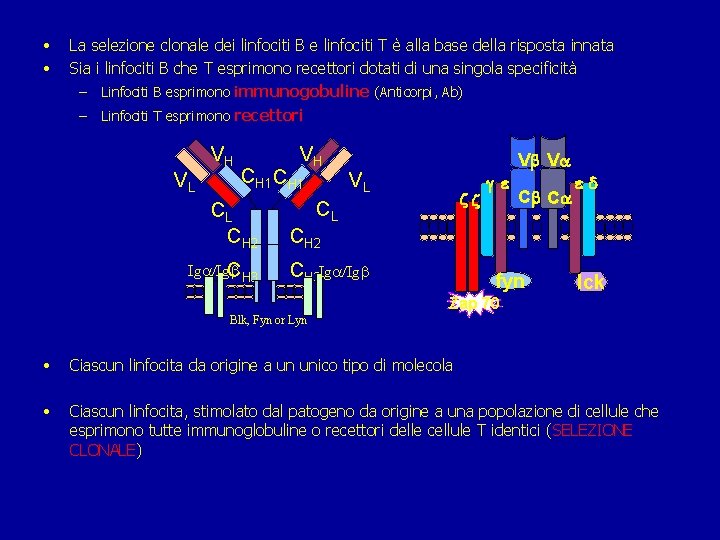  • • La selezione clonale dei linfociti B e linfociti T è alla