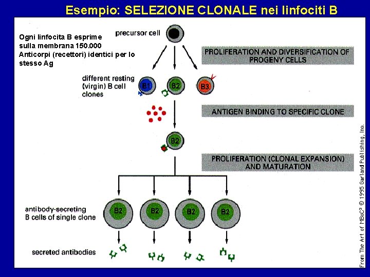 Esempio: SELEZIONE CLONALE nei linfociti B Ogni linfocita B esprime sulla membrana 150. 000