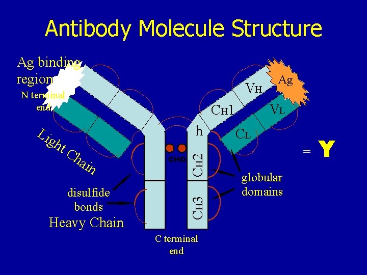 Antibody Molecule Structure Ag binding region VH N terminal end h t. C ha