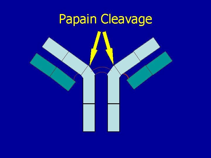 Papain Cleavage 
