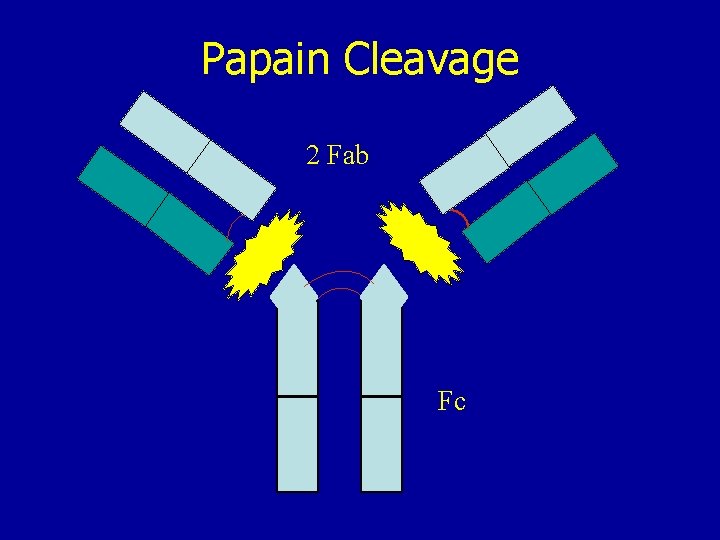 Papain Cleavage 2 Fab Fc 