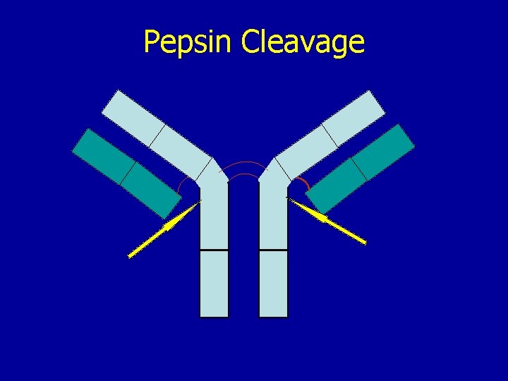 Pepsin Cleavage 