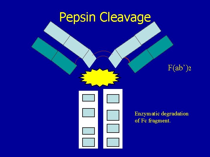 Pepsin Cleavage F(ab’)2 Enzymatic degradation of Fc fragment. 