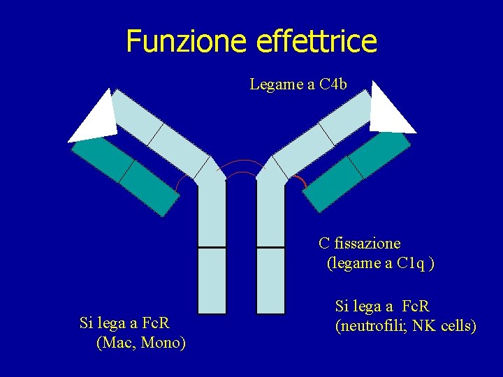 Funzione effettrice Legame a C 4 b C fissazione (legame a C 1 q