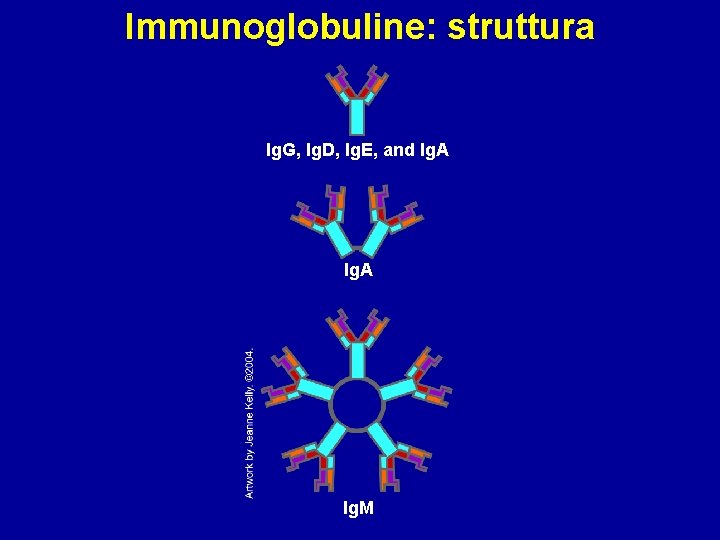 Immunoglobuline: struttura Ig. G, Ig. D, Ig. E, and Ig. A Ig. M 