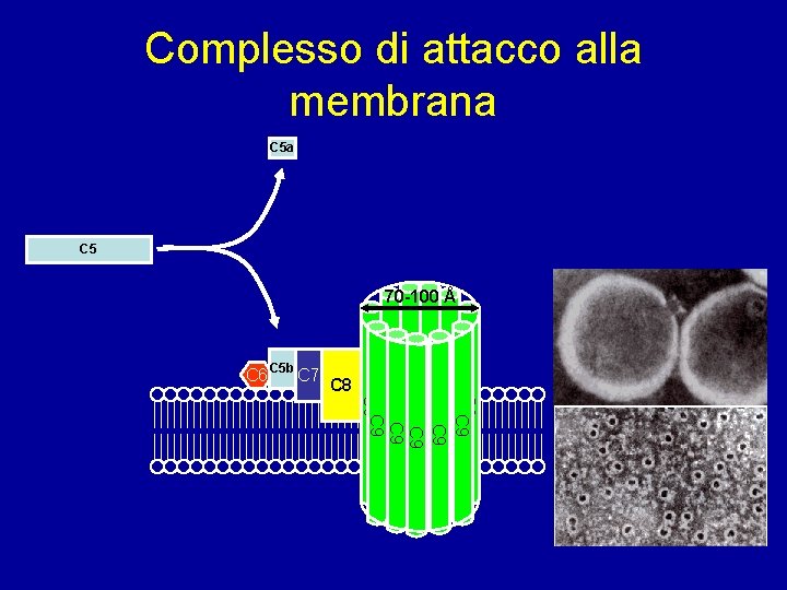 Complesso di attacco alla membrana C 5 70 -100 Å C 8 C 9