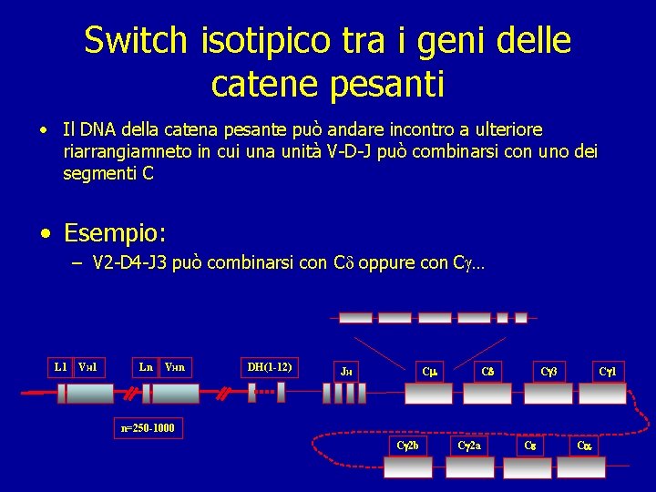 Switch isotipico tra i geni delle catene pesanti • Il DNA della catena pesante