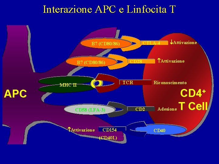Interazione APC e Linfocita T CTLA-4 B 7 (CD 80/86) CD 28 APC CD