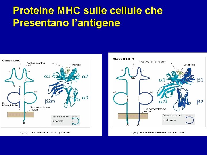 Proteine MHC sulle cellule che Presentano l’antigene 