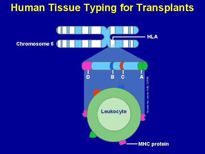 Human Tissue Typing for Transplants HLA Chromosome 6 D B C A Leukocyte MHC