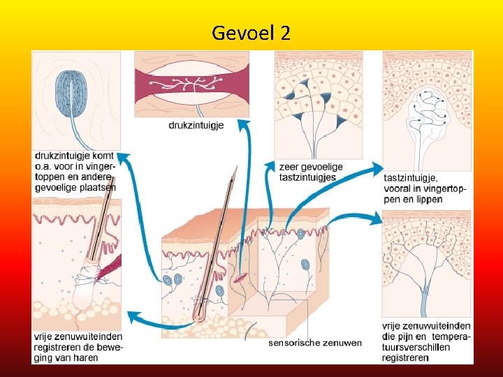 Gevoel 2 Gevoel 2