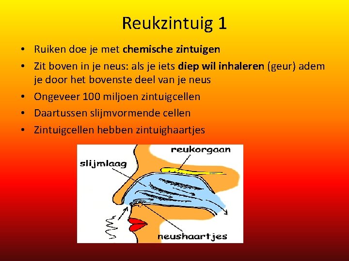 Reukzintuig 1 • Ruiken doe je met chemische zintuigen • Zit boven in je Reukzintuig 1 • Ruiken doe je met chemische zintuigen • Zit boven in je