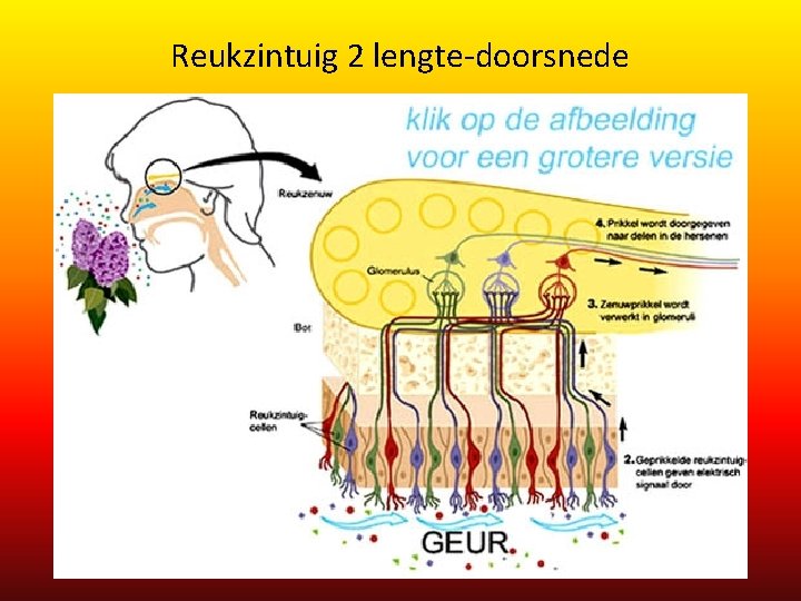 Reukzintuig 2 lengte-doorsnede Reukzintuig 2 lengte-doorsnede