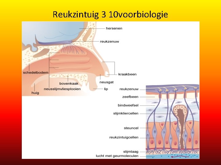 Reukzintuig 3 10 voorbiologie Reukzintuig 3 10 voorbiologie
