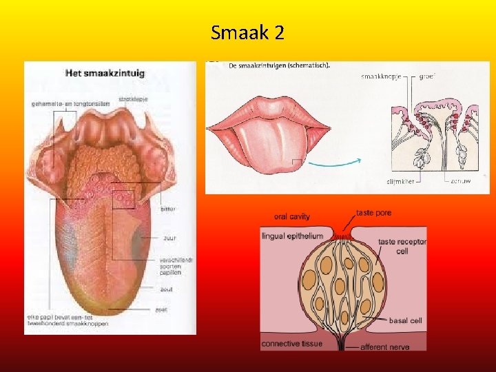 Smaak 2 Smaak 2