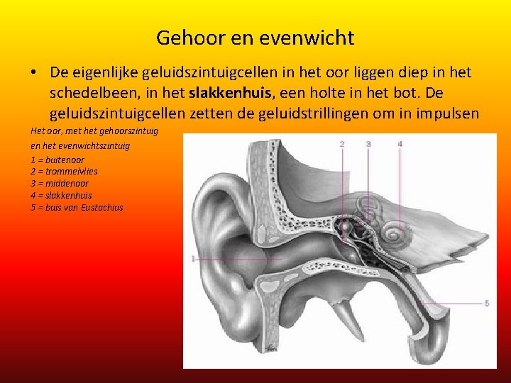 Gehoor en evenwicht • De eigenlijke geluidszintuigcellen in het oor liggen diep in het Gehoor en evenwicht • De eigenlijke geluidszintuigcellen in het oor liggen diep in het