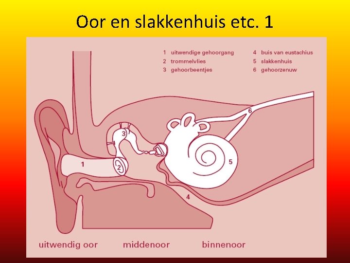 Oor en slakkenhuis etc. 1 Oor en slakkenhuis etc. 1
