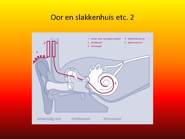 Oor en slakkenhuis etc. 2 Oor en slakkenhuis etc. 2
