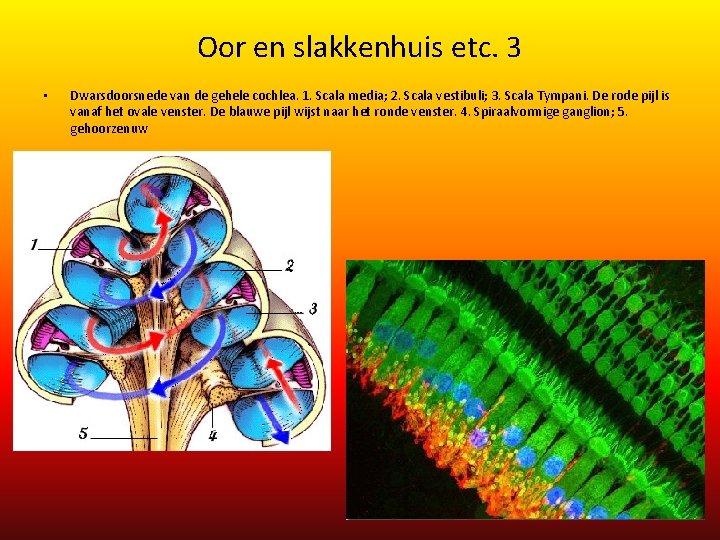 Oor en slakkenhuis etc. 3 • Dwarsdoorsnede van de gehele cochlea. 1. Scala media; Oor en slakkenhuis etc. 3 • Dwarsdoorsnede van de gehele cochlea. 1. Scala media;