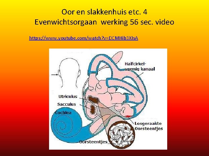Oor en slakkenhuis etc. 4 Evenwichtsorgaan werking 56 sec. video https: //www. youtube. com/watch? Oor en slakkenhuis etc. 4 Evenwichtsorgaan werking 56 sec. video https: //www. youtube. com/watch?