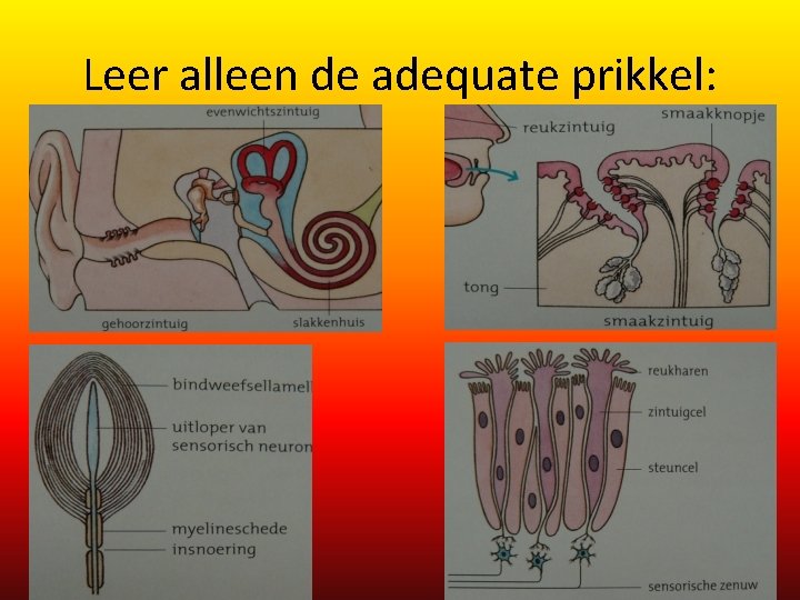 Leer alleen de adequate prikkel: Leer alleen de adequate prikkel: