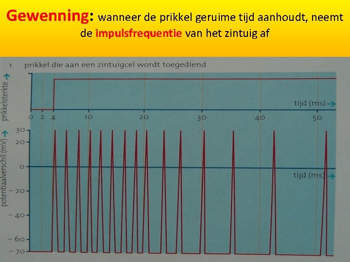 Gewenning: wanneer de prikkel geruime tijd aanhoudt, neemt de impulsfrequentie van het zintuig af Gewenning: wanneer de prikkel geruime tijd aanhoudt, neemt de impulsfrequentie van het zintuig af