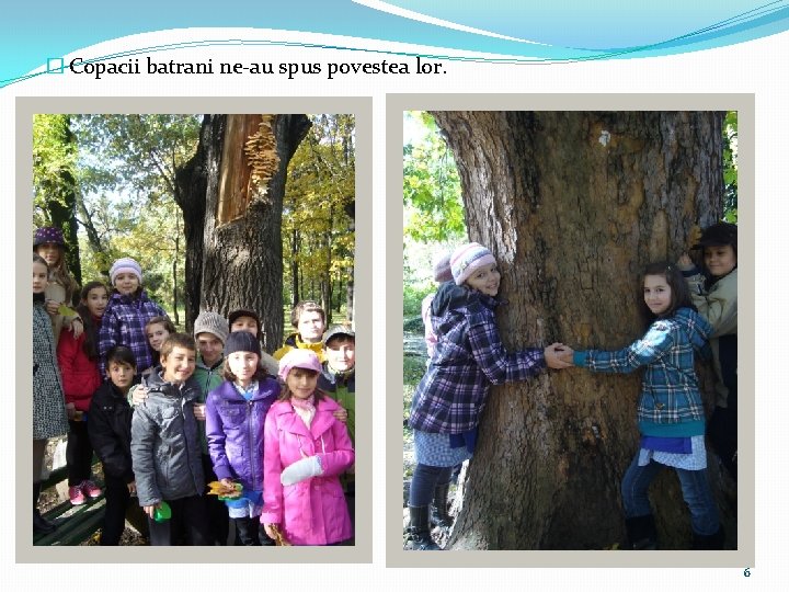 � Copacii batrani ne-au spus povestea lor. 6 