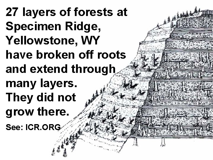 27 layers of forests at Specimen Ridge, Yellowstone, WY have broken off roots and
