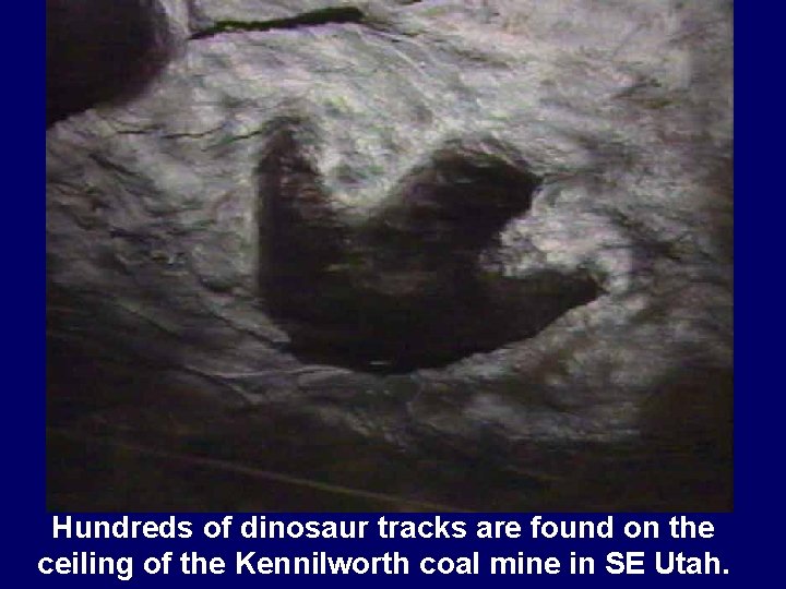 Dino track in coal Hundreds of dinosaur tracks are found on the ceiling of